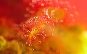 Preview wallpaper sundew, stamens, drops, macro