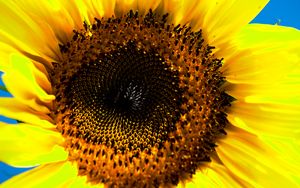 Preview wallpaper sunflower, macro, flower, pollen