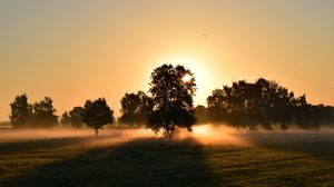 Preview wallpaper sunrise, fog, trees, dawn, morning