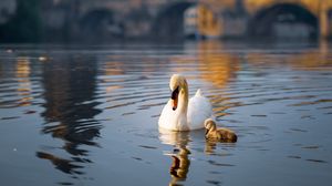 Preview wallpaper swan, bird, lake, building