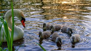 Preview wallpaper swan, young, chicks, water, grass