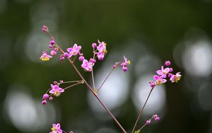 Preview wallpaper talinum, flowers, petals, branch