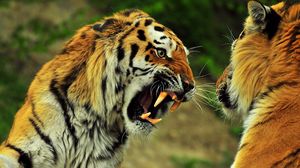 Preview wallpaper tigers, couple, fight, battle, teeth, anger