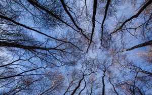 Preview wallpaper trees, forest, bottom view, branches, sky