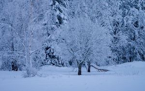 Preview wallpaper trees, forest, winter, snow