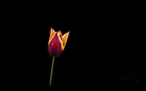 Preview wallpaper tulip, flower, minimalism, black background