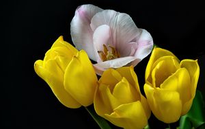 Preview wallpaper tulips, pollen, flowers, petals, black background