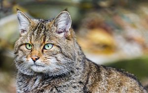 Preview wallpaper wild cat, animal, brown, wildlife