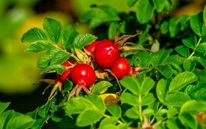 Preview wallpaper wild rose, berries, leaves, macro