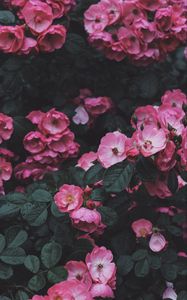 Preview wallpaper wild rose, rose, bush, blossom