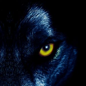 Preview wallpaper wolf, eyes, predator, sight