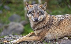 Preview wallpaper wolf, wild animal, wildlife, stones, grass, blur