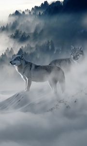 Preview wallpaper wolf, wolves, predators, fog, snow, mountains