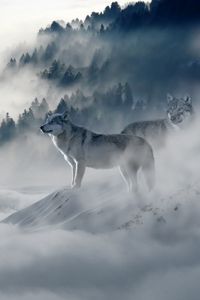 Preview wallpaper wolf, wolves, predators, fog, snow, mountains