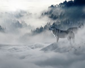 Preview wallpaper wolf, wolves, predators, fog, snow, mountains