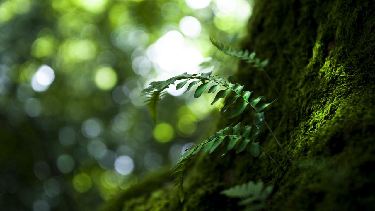 Wallpaper wood, leaves, nature, close-up