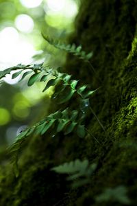 Preview wallpaper wood, leaves, nature, close-up