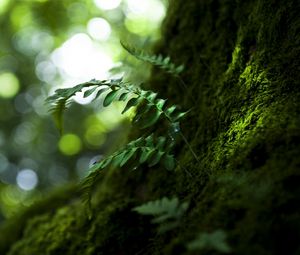 Preview wallpaper wood, leaves, nature, close-up